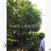 香泡1-30公分都有 喬木 樹木 園林 根系旺 樹形優美 規格 齊全