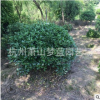 海桐球 冠幅80-300 四季常青 土球 冠幅好 地被 色塊 球類 蕭山苗