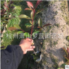 紅葉石楠小杯 高25-50 綠化苗木 灌木 地被 規格齊全 庭院 工程