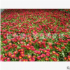 時令草花 花卉 精品 優質苗 成活率高 品種 規格 齊全園林 綠化苗