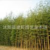 基地批發(fā)竹子苗紫竹苗 大青竹苗 金鑲玉竹苗等 規(guī)格全 數(shù)量多