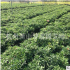 杜鵑花 園林 綠化 工程苗 精品 優(yōu)質(zhì) 成活率高 蕭山 苗圃 直銷