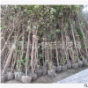 紫荊 土球好 冠幅好 精品 優(yōu)質(zhì)苗 園林 綠化 批發(fā) 苗 圃 直 銷