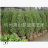 檜柏直升 土球好 冠幅好 花灌木 地被 球類 色塊類 草花類 喬木
