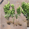 北海道黃楊 籬笆 圍墻 庭院 綠化 根系旺 優(yōu)質(zhì)苗 蕭山直銷 園林