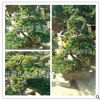 五針松 土球好 冠幅好 花灌木 地被 球類 色塊類 喬木類 蕭山苗圃