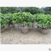 紫鵑球 品種規格 齊全 蕭山 園林 綠化 工程 別墅 用苗 量多直銷