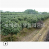 無刺構骨球 土球好 冠幅好 花灌木 地被 球類 色塊類 草花類 齊全