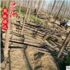 基地直銷苦楝樹 苦楝苗 4-12公分苦楝價格 園林工程 觀賞植物