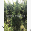 直升龍柏 土球好 冠幅好 花灌木 地被 球類 色塊類 草花類 喬木