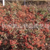 小丑火棘 地被 球類 水生植物 品種 規格 齊全 蕭山園林 綠化苗圃