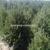 白皮松，油松，蜀檜，華山松，基地直供。