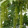 楓楊園林綠化樹木基地供應(yīng) 花卉苗木苗圃大量供應(yīng) 質(zhì)優(yōu)價(jià)廉