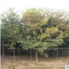 基地批發(fā)櫸樹 櫸樹小苗 紅櫸樹 各種規(guī)格齊全 工程綠化行道專用