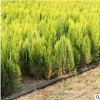 基地批發(fā)灑金柏 灑金柏小苗 灑金柏球 色塊灌叢綠化苗木品種全