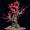 紅梅花老樁盆景 中小型觀花紅梅樹苗樹樁 烏梅綠梅室內(nèi)盆栽綠植
