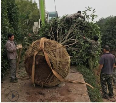 桂花樹、園林綠植、庭院樹、大桂花 小桂花
