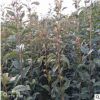 山東廠家基地直銷果樹苗 規(guī)格多種紅梨苗 果實(shí)鮮美紅梨苗