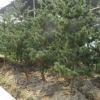 五針?biāo)?土球好 冠幅好 花灌木 地被 球類 色塊類 草花類 喬木蕭山