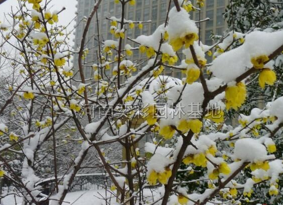 河南臘梅　河南臘梅價格　河南臘梅批發/供應