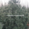山西山西白皮松/西北地區白皮松哪里好/北方供應白皮松哪家便宜