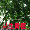 叢生青檀/河南青檀價格/青檀行情和河南地區大量供應叢生青檀