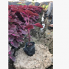 彩葉草 中山時花基地