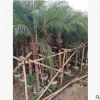 美麗針葵 袋苗 市政綠化苗木 中山花木基地