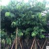 風景樹大葉紫薇 園林景觀綠化工喬木出售 多規格紫薇樹供應