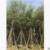 廠家直銷垂柳樹 孤植例植皆可垂柳 基地直銷 優質 金絲垂柳