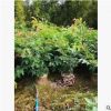 基地大量供應紅絨球 園林綠化工程批發 規格齊全
