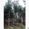 低價供應綠化苗木海南蒲桃花木農戶自家花場直銷寵物及園藝園林