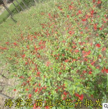 批發(fā)貼梗海棠綠化工程樹 西府海棠樹木瓜海棠 規(guī)格齊全 成活率高