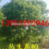 五桿叢生烏桕基地價格報價