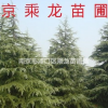 南京雪松行情報價/圖片展示