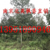 北美楓香基地常年直銷