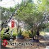 基地常年供應叢生女貞 多桿大葉女貞 優質園林綠化樹規格齊全