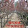 基地供應優質日本櫻花苗木規格齊全成活率高 綠化工程用櫻花樹
