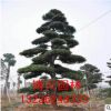 常年供應綠化苗木 黑松樹 造型黑松 喬木品種規格齊全 量大優惠