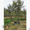 福建黃花風(fēng)鈴木批發(fā) 基地自產(chǎn)園林綠化黃花風(fēng)鈴木苗 多規(guī)格風(fēng)鈴木