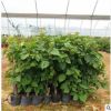 各種室內(nèi)花卉三角梅盆栽 造型綠化種植 批發(fā)三角梅袋苗