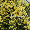 白木香花，嫁接黃木香苗圃，購買木香花苗快遞發(fā)貨全國
