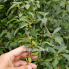 藥用連翹小苗 藥業(yè)連翹種子