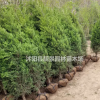 蜀檜基地 蜀檜行情 蜀檜圖片 蜀檜2米 蜀檜9萬棵庫存