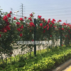 薔薇月季苗現挖現賣，薔薇種植易成活，薔薇基地貨源充足