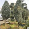 盆栽羅漢松樹批發 龍形造型異形小葉樁景喬木 園林景觀羅漢松樹