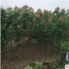 工程綠化欒樹苗批發 胸徑1-10公分國慶花苗木樹苗 庭院風景欒樹
