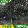防護叢生廣玉蘭樹苗批發 嫁接園林綠化喬木苗 園林風景廣玉蘭