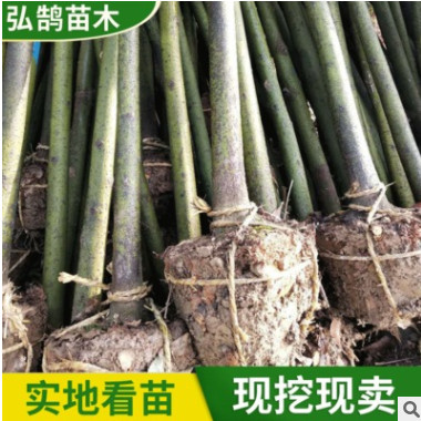 截桿香樟綠化苗木行道綠化種植樹
