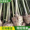 截桿香樟綠化苗木行道綠化種植樹